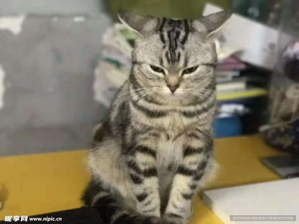 猫