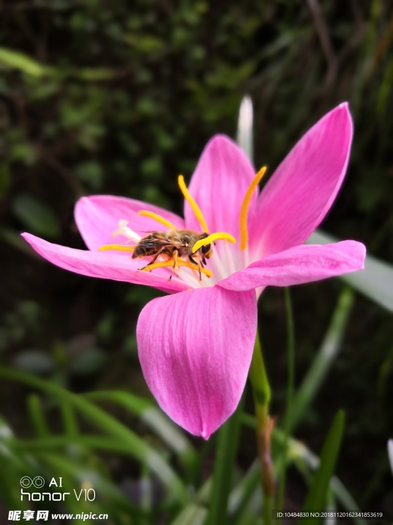 花草摄影