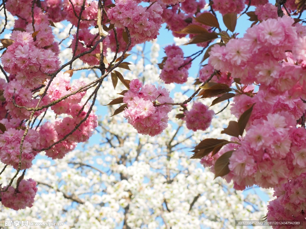 樱花