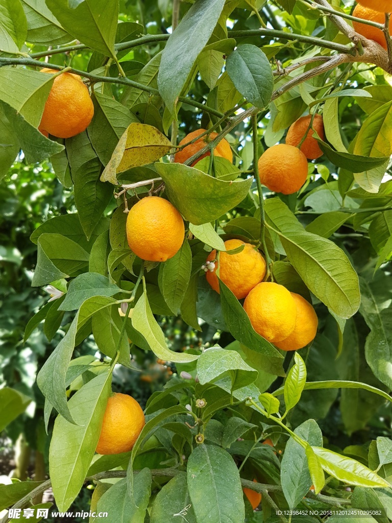 橘子