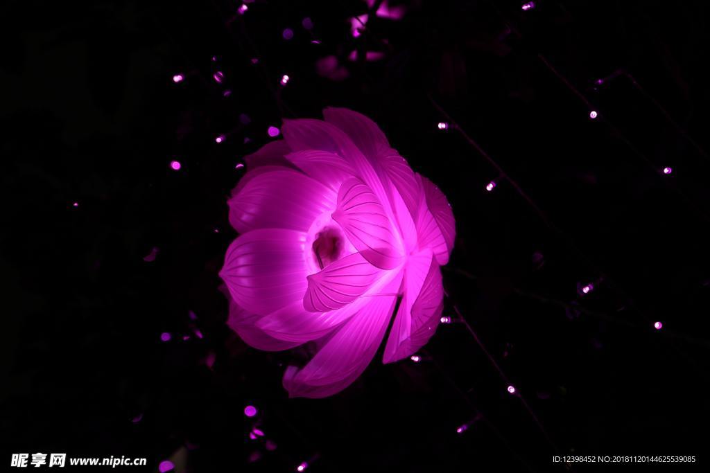 荷花
