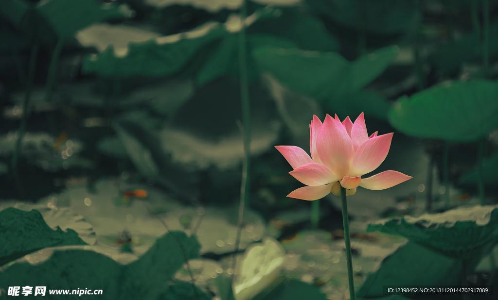 荷花