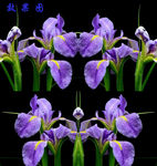 唯美兰花花语AVI视频
