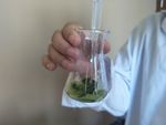 油菜检测