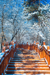 雪景树林