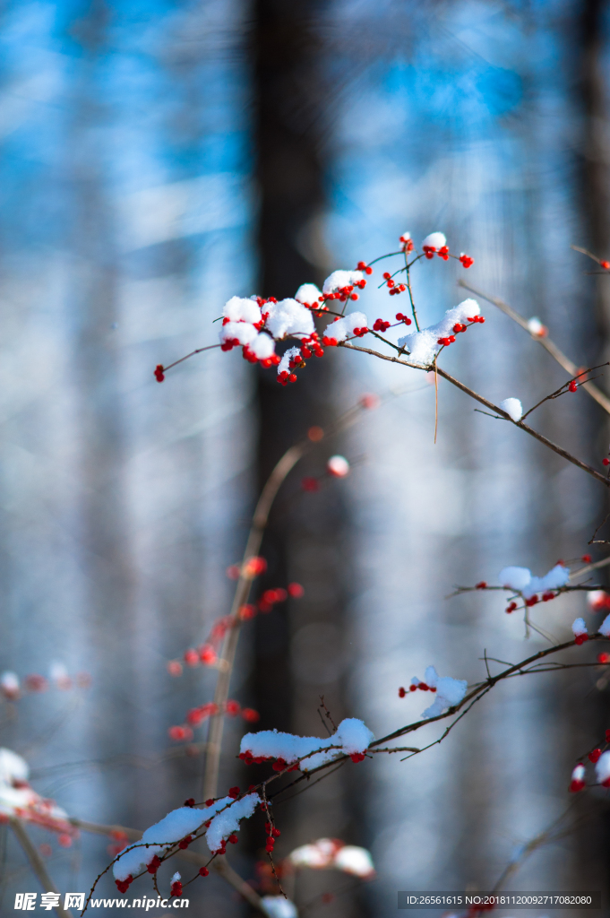 雪中红果