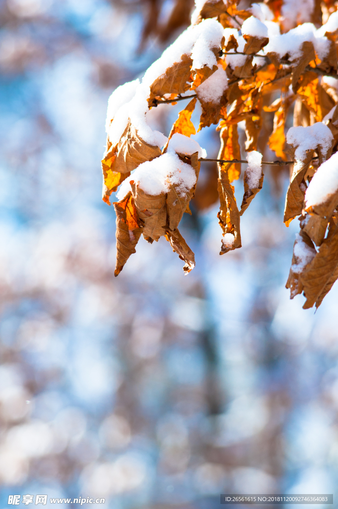 雪中黄叶