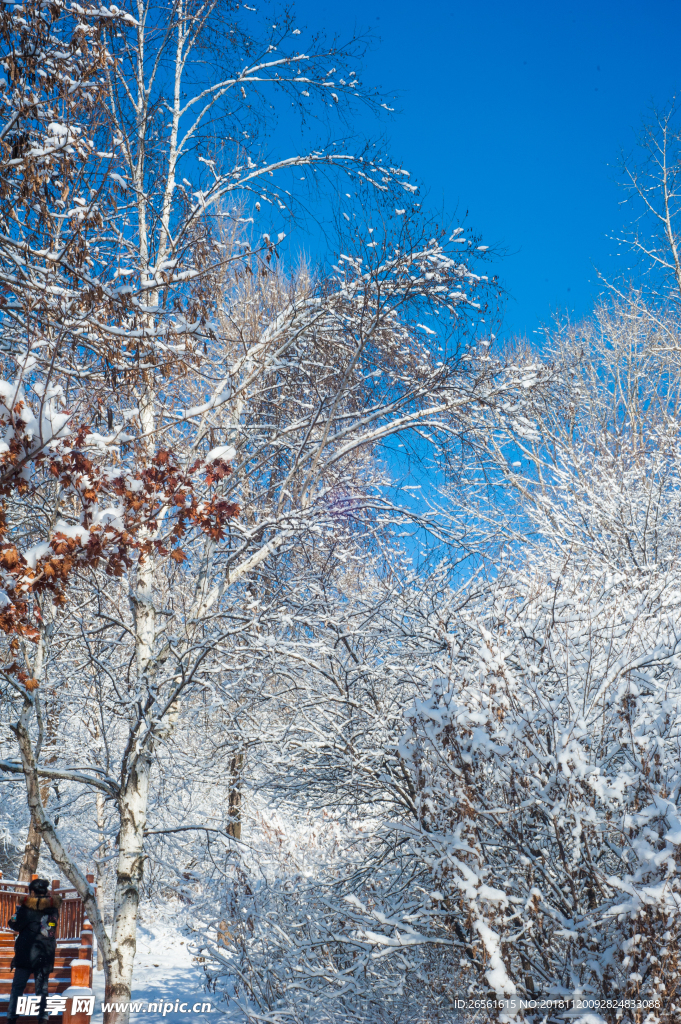 迷人雪景