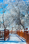 林中观雪