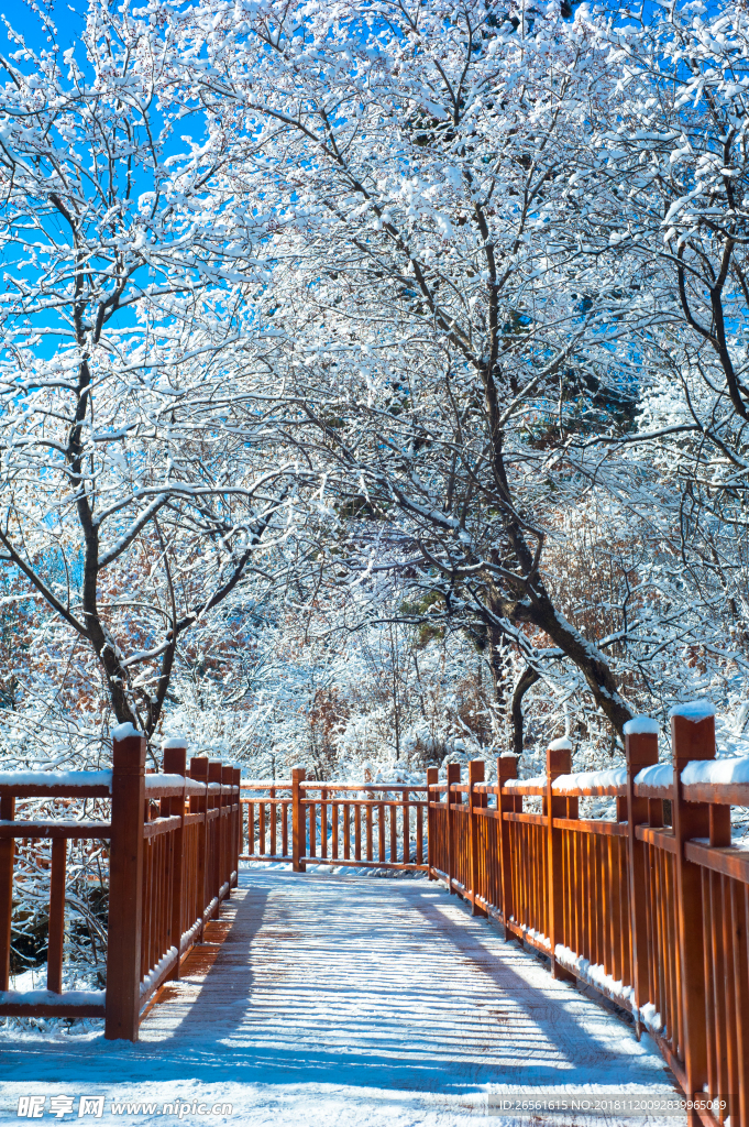 林中观雪