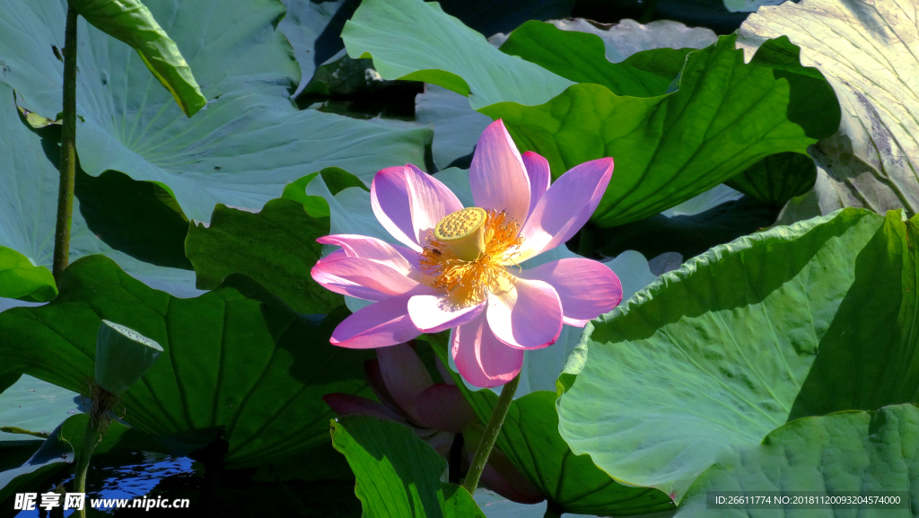 清河