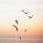 海边海鸥日出飞翔图