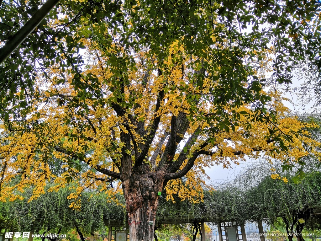 银杏树