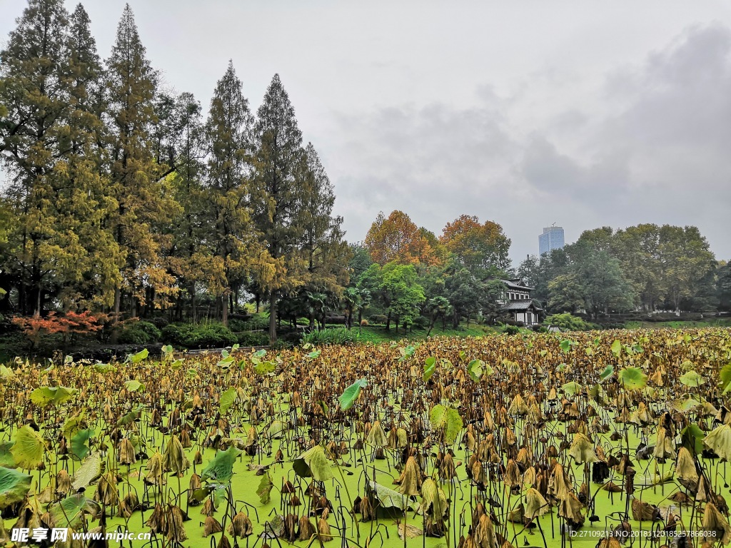 玄武湖风景照