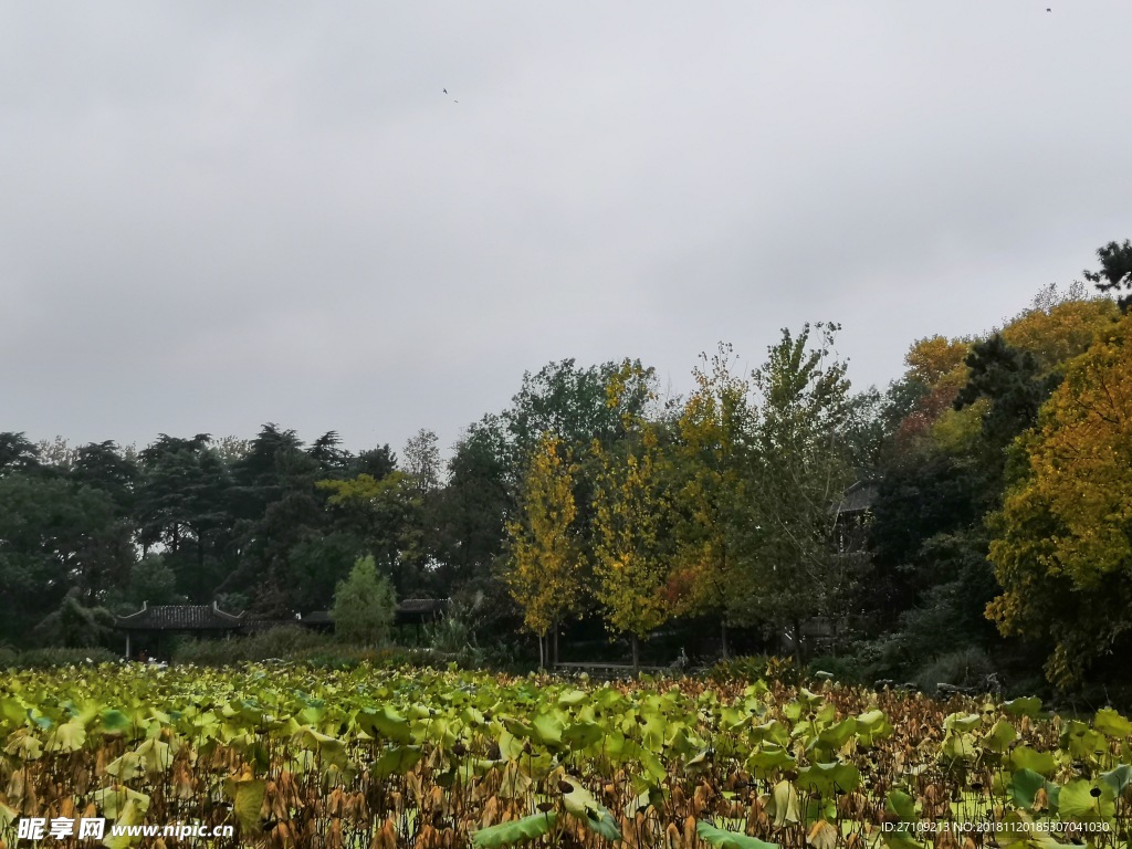 玄武湖风景