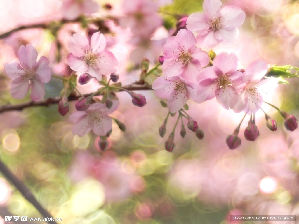 桃花