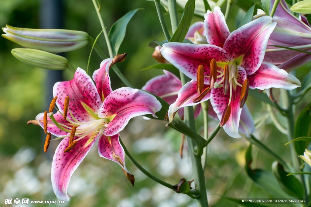 百合花