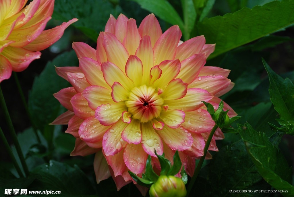 鲜花
