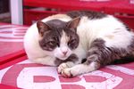 家猫