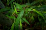 露珠 草 叶子 小草 绿叶