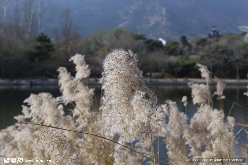 金秋芦苇花