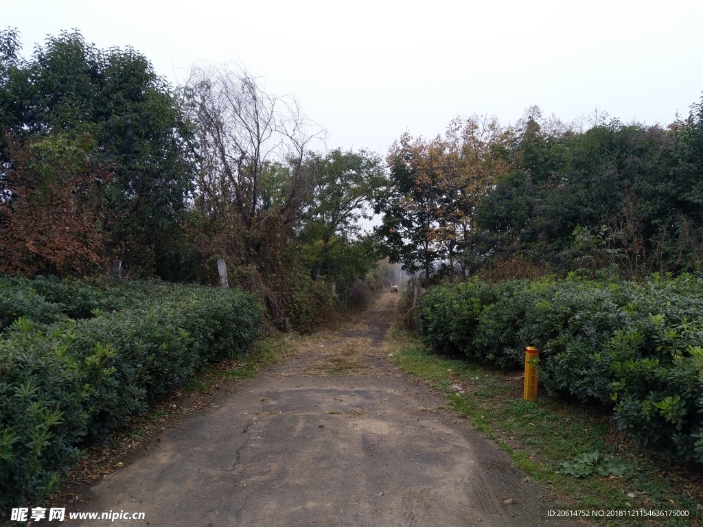 乡村道路风景