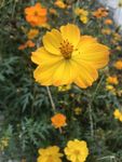 金鸡菊