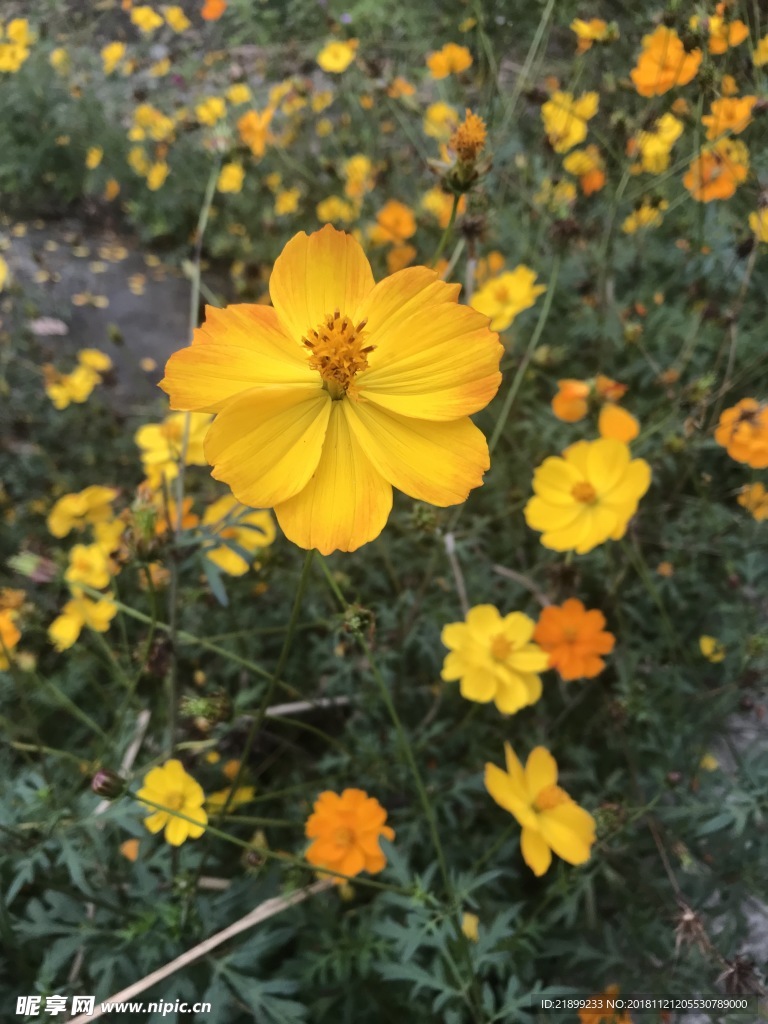 金鸡菊