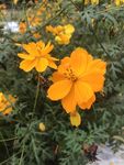 金鸡菊