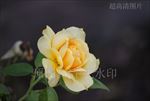 高清摄影 鲜花绽放 黄玫瑰花