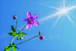 高清摄影 鲜花绽放 耧斗菜属