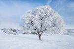 雾凇 草原霜树 雪地植物