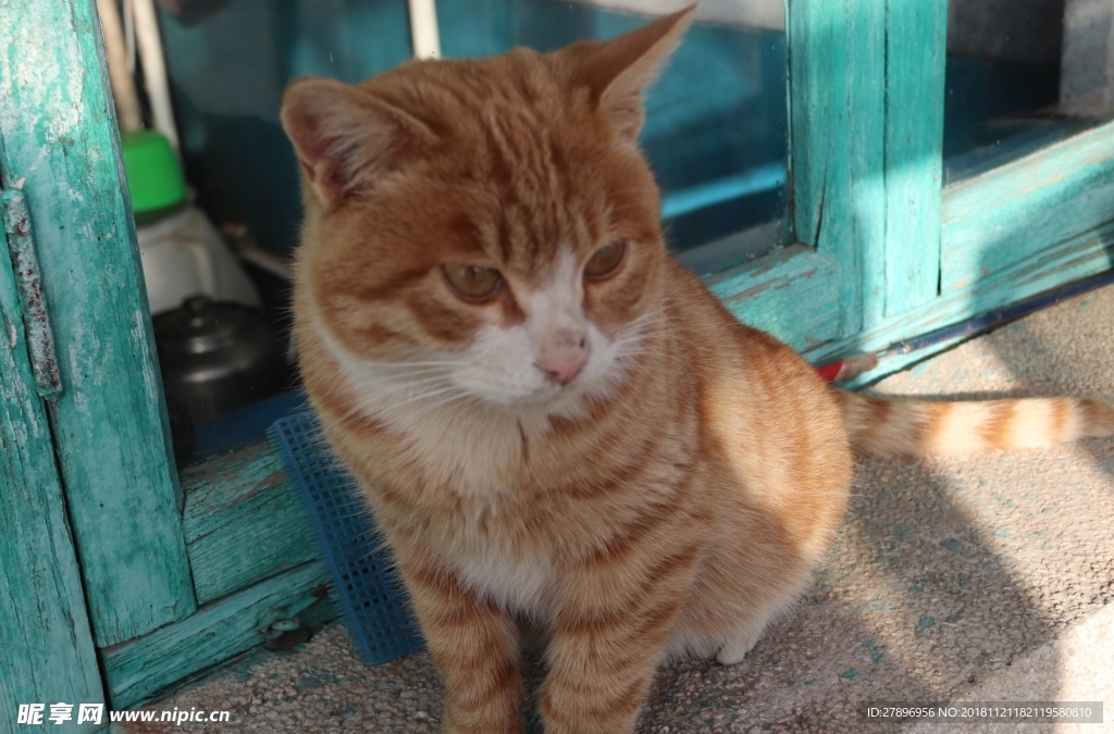 小猫