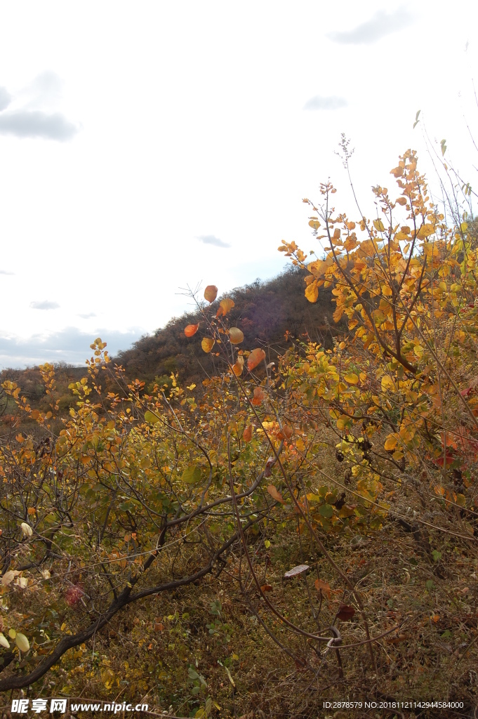 银杏 秋天  秋色  秋韵