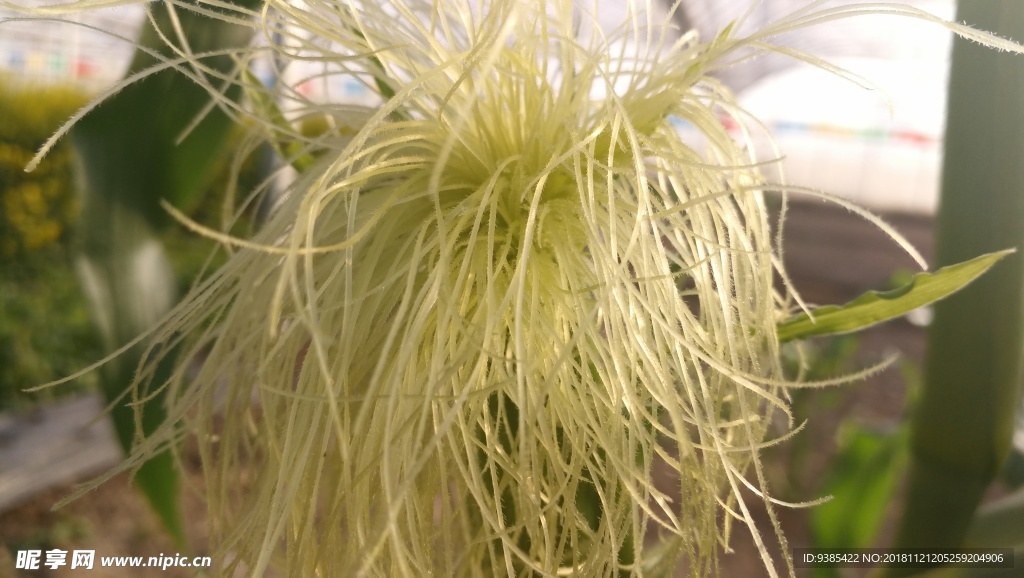 玉米胡须