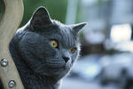 大胖猫
