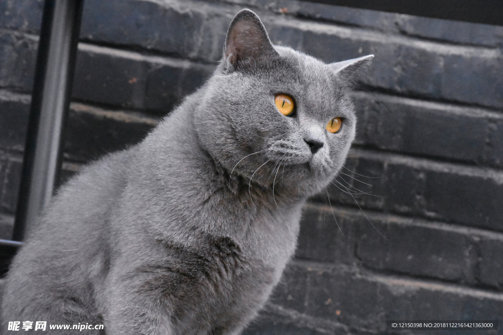 大胖猫 蓝猫