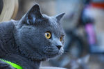 蓝猫 大胖
