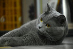 大胖猫 蓝猫