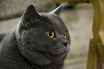 大胖 蓝猫