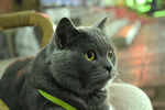 大胖 蓝猫