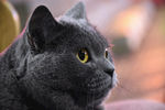 大胖 蓝猫