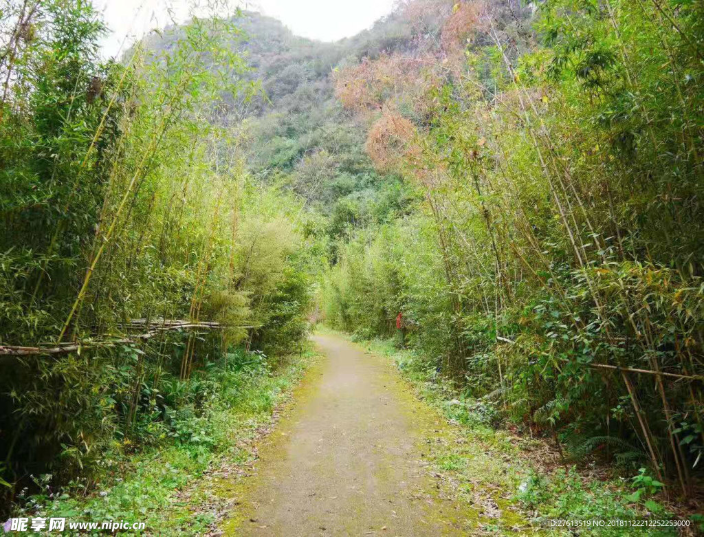 秋天的竹林风景图片