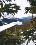 丛林中的雪山