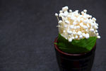 金针菇