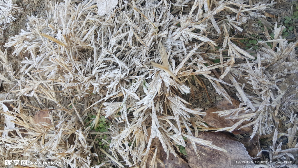 结霜的小草