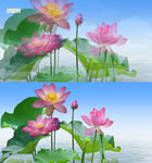 梦幻荷花视频AVI
