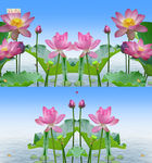 特效荷花视频AVI