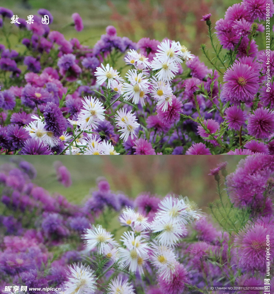 唯美梦幻小花朵背景高清视频