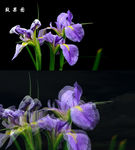 梦幻兰花视频AVI